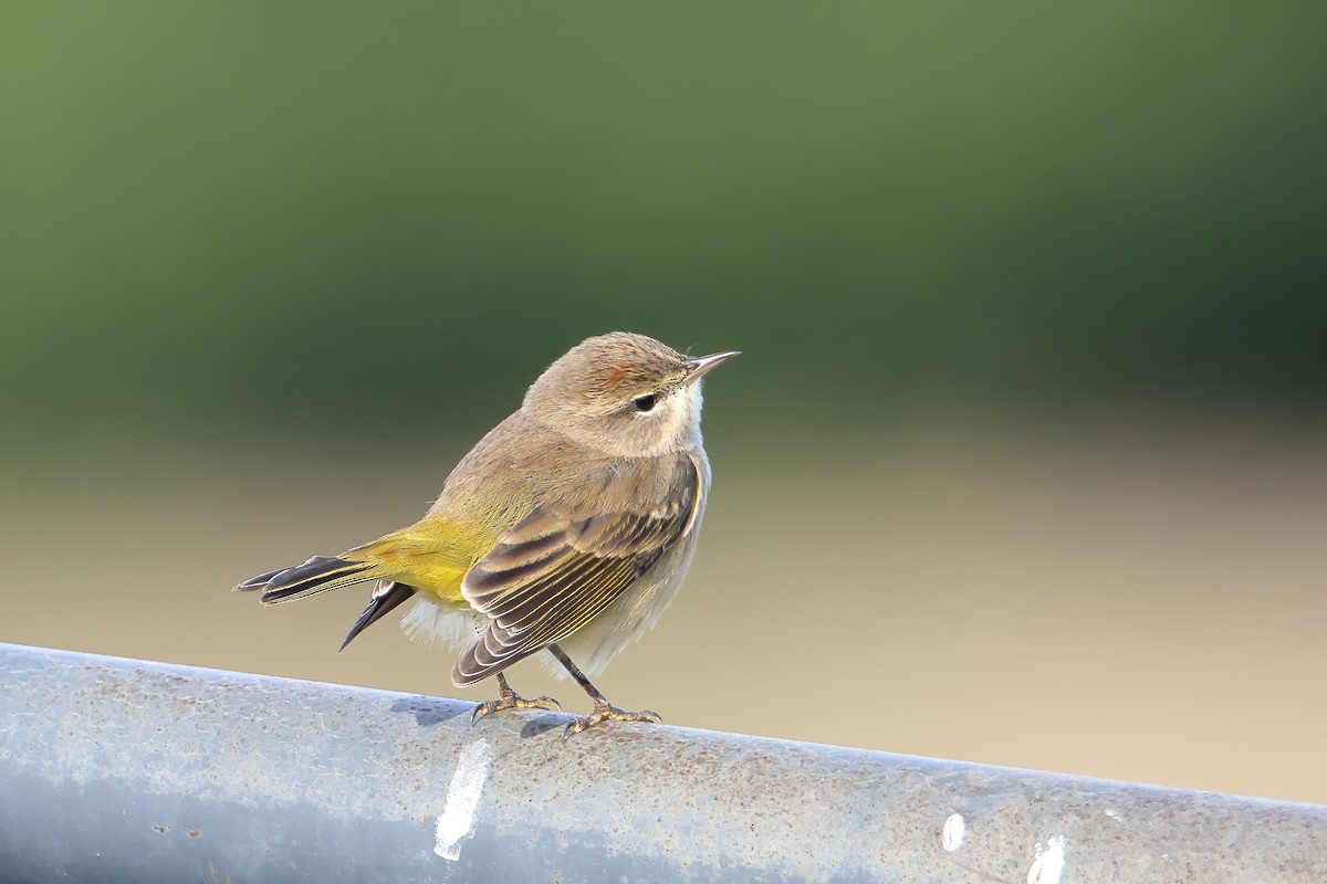 Palm Warbler - ML374610891