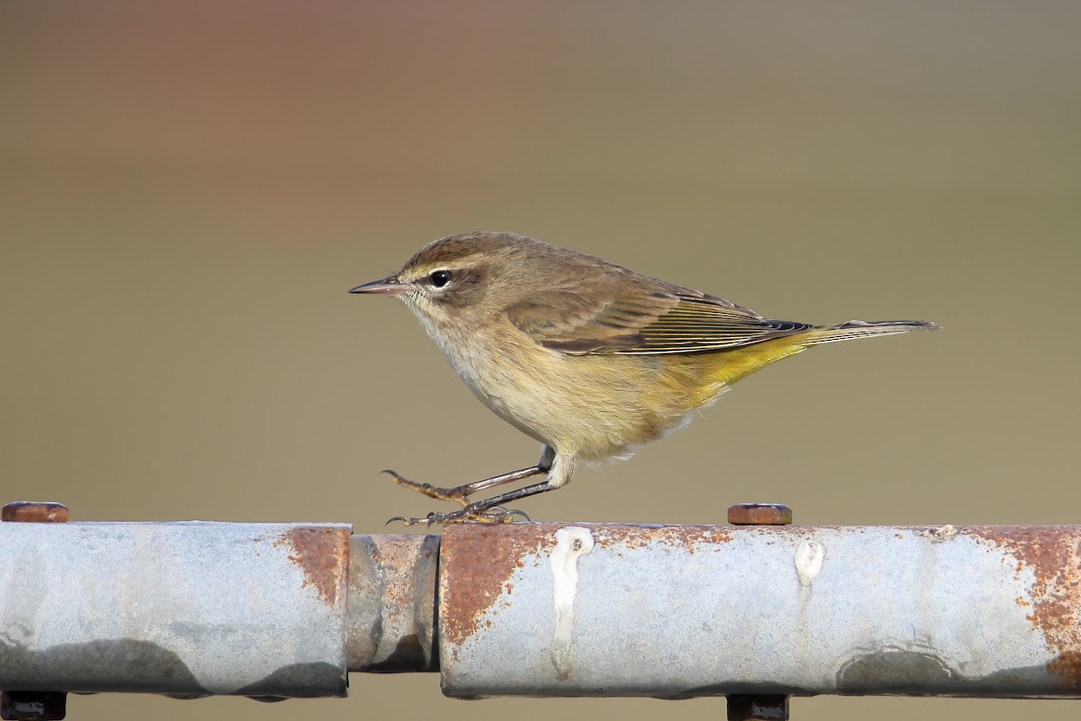 Palm Warbler - ML374610921