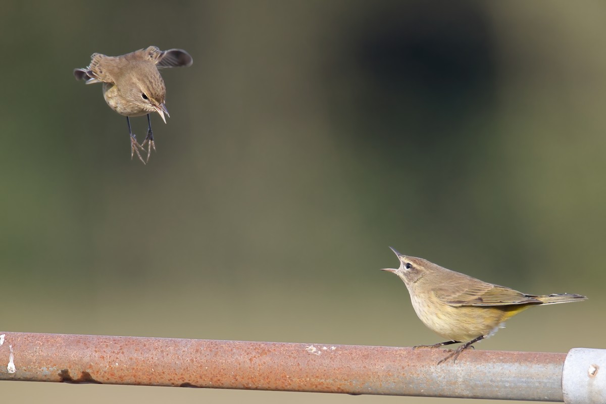 Palm Warbler - ML374610931