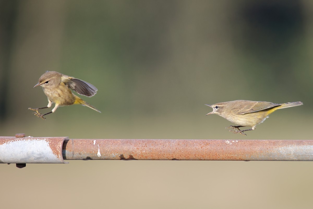 Palm Warbler - ML374610981