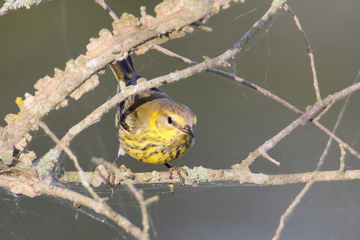 Cape May Warbler - ML374611031