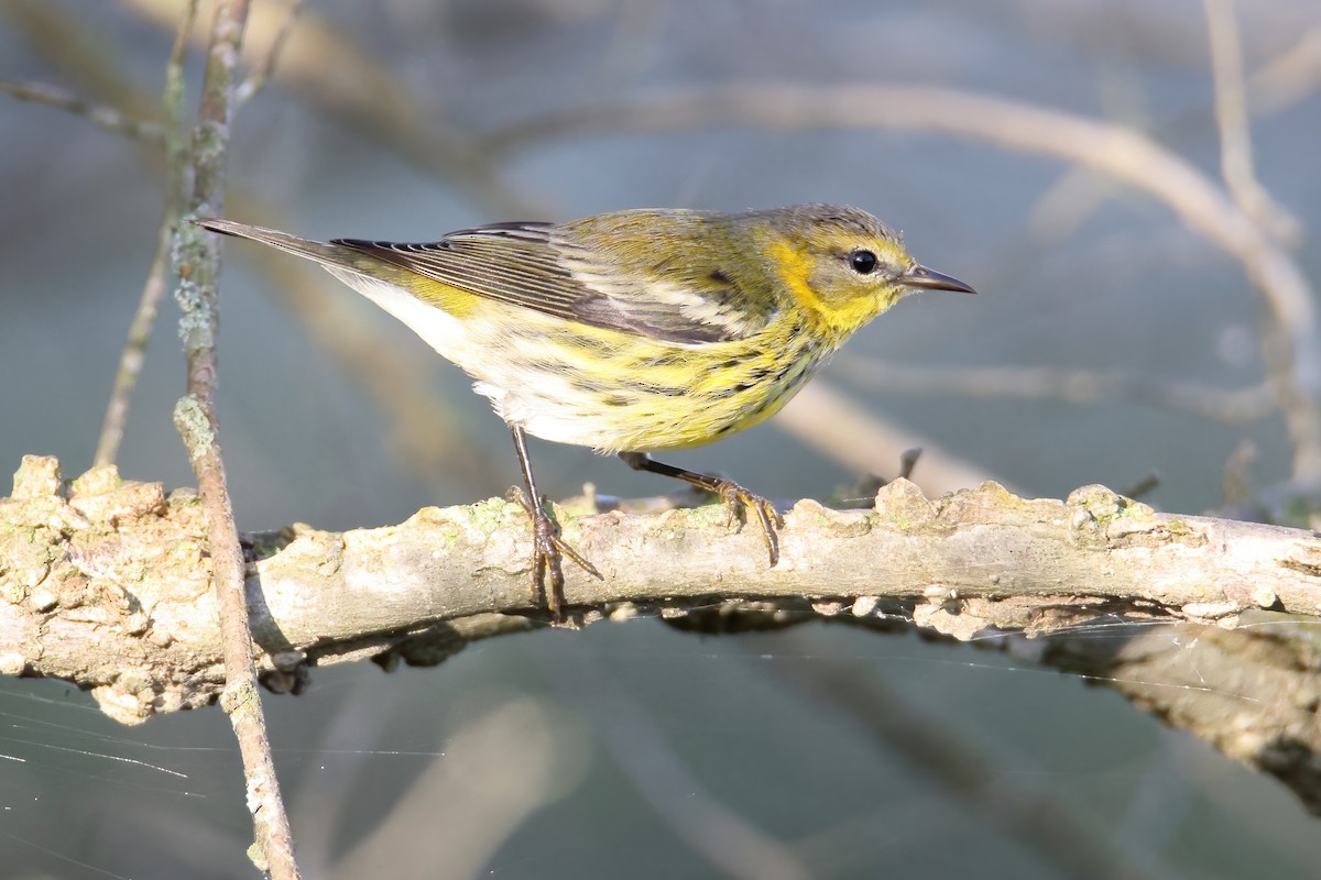 Cape May Warbler - ML374611041