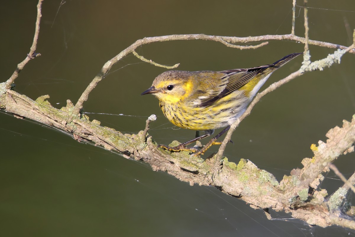 Cape May Warbler - ML374611081