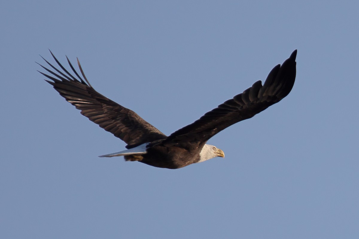 Bald Eagle - ML374612041