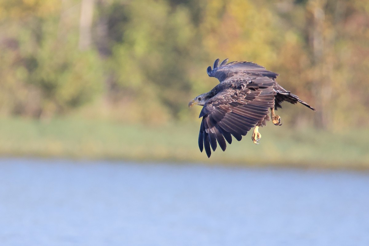 Bald Eagle - ML374612081