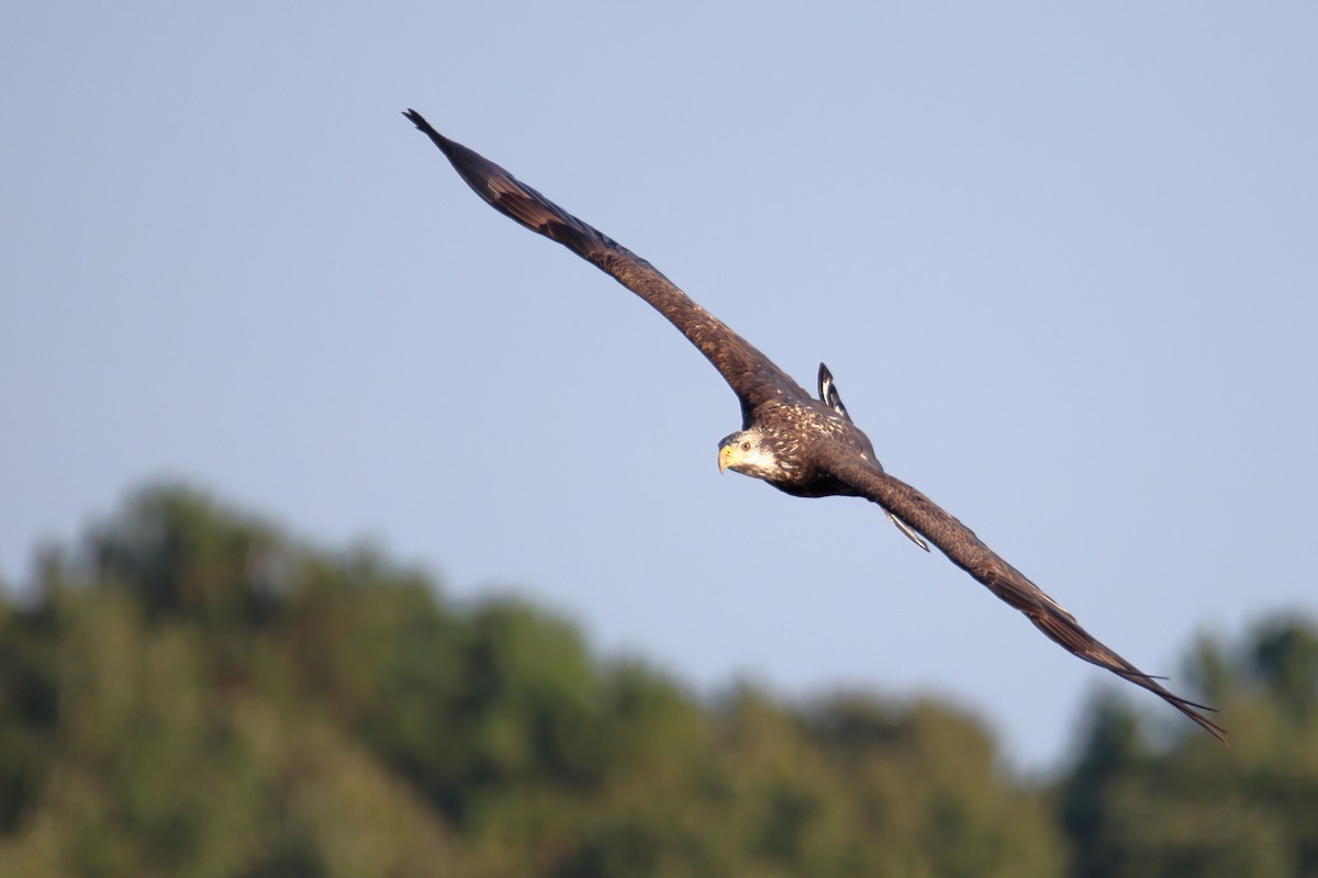 Bald Eagle - ML374612111