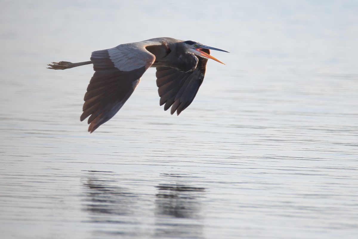 Great Blue Heron (Great Blue) - ML374612221