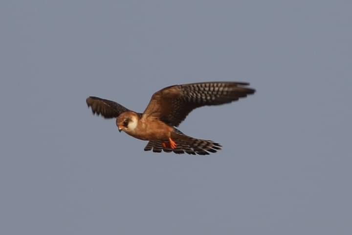 Red-footed Falcon - ML374612261