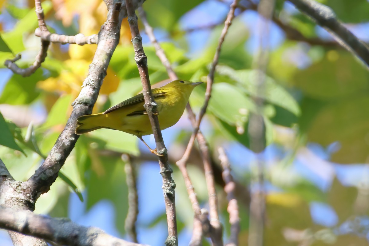 Yellow Warbler - ML374612271