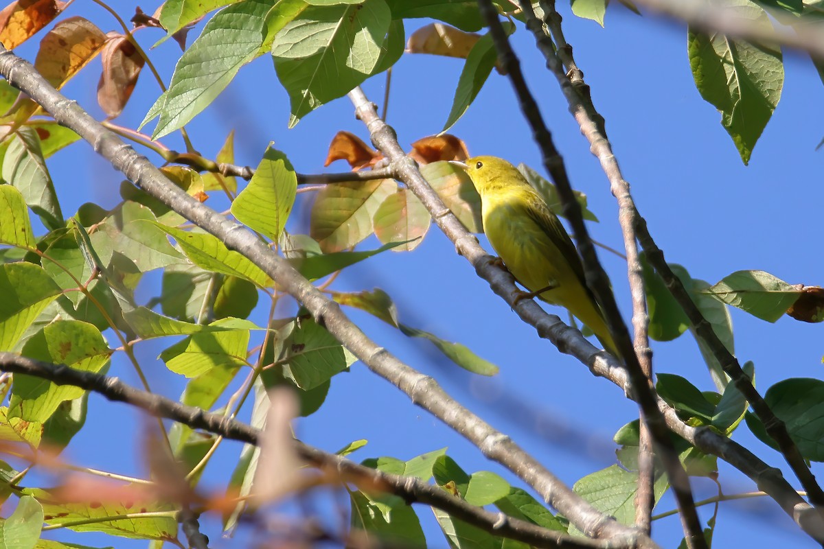 Paruline jaune - ML374612281