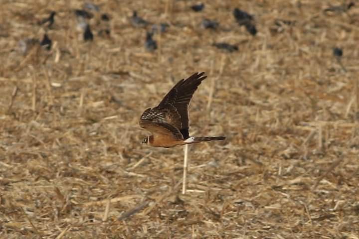 Pallid Harrier - ML374612361