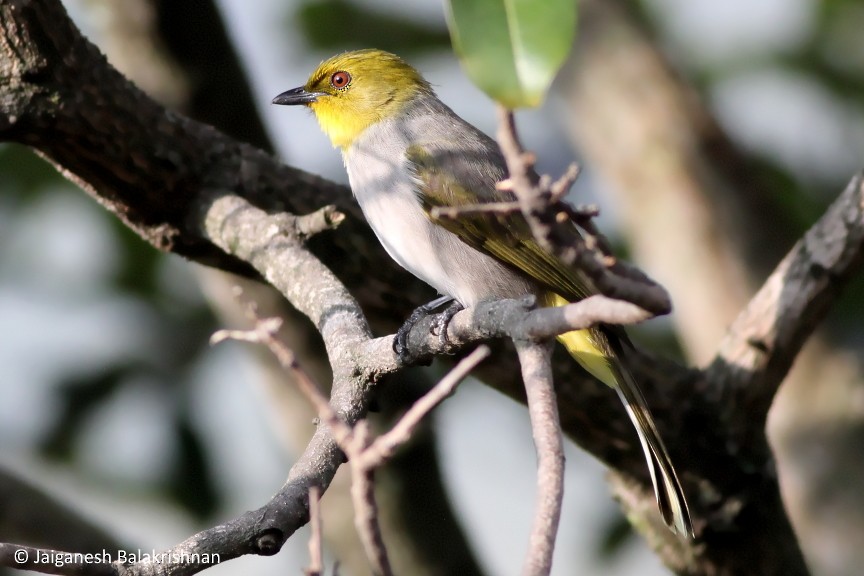 Yellow-throated Bulbul - ML374612441