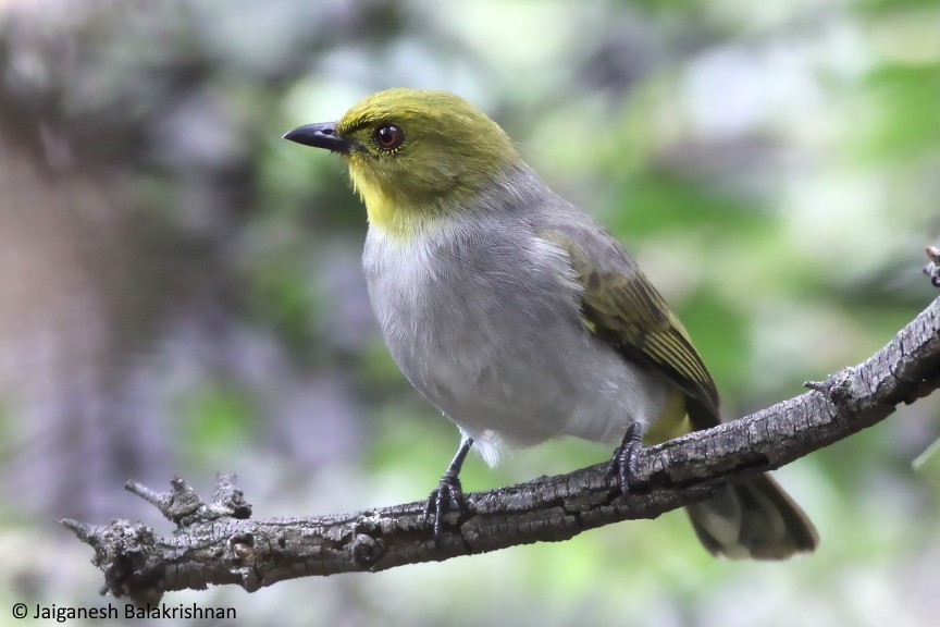 Yellow-throated Bulbul - ML374612601