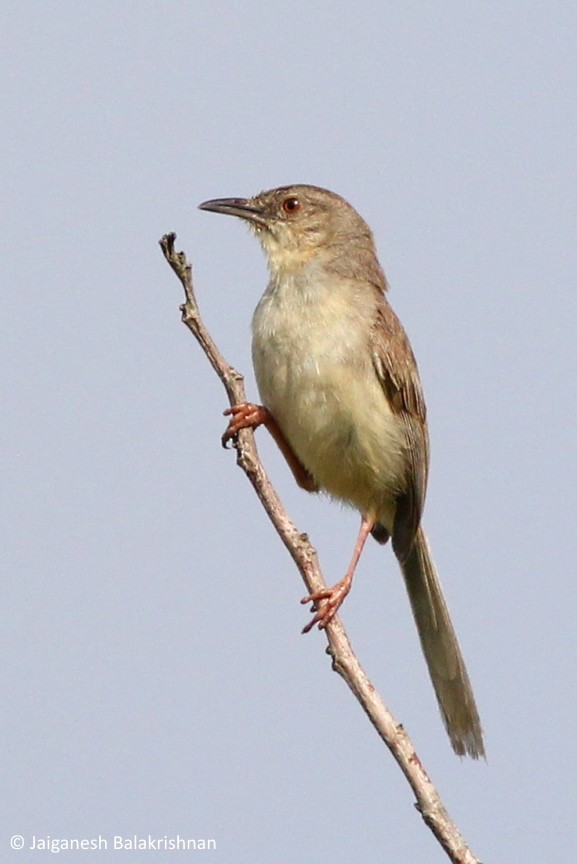 Jungle Prinia - ML374612761