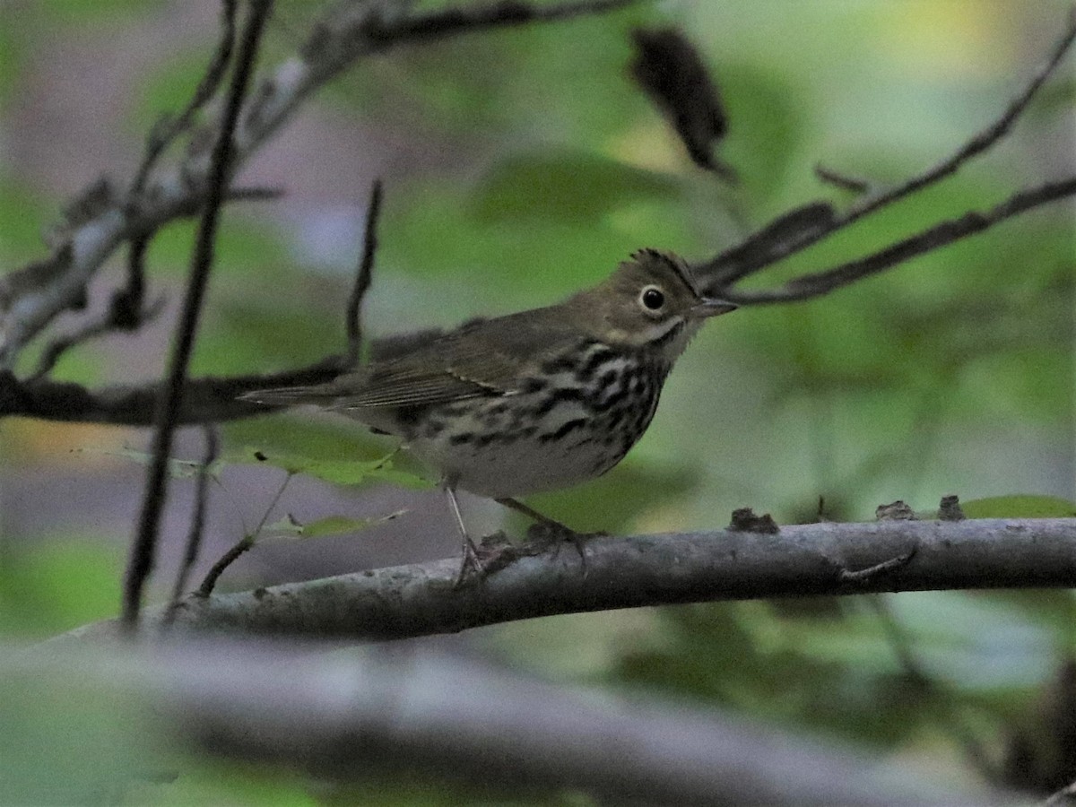 Ovenbird - ML374613171