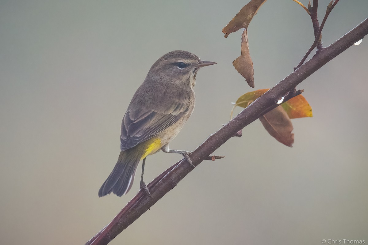 Palm Warbler - ML374613671