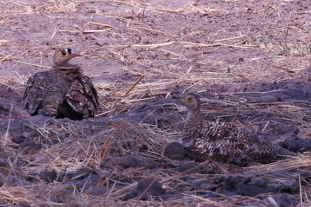 Double-banded Sandgrouse - ML374614191