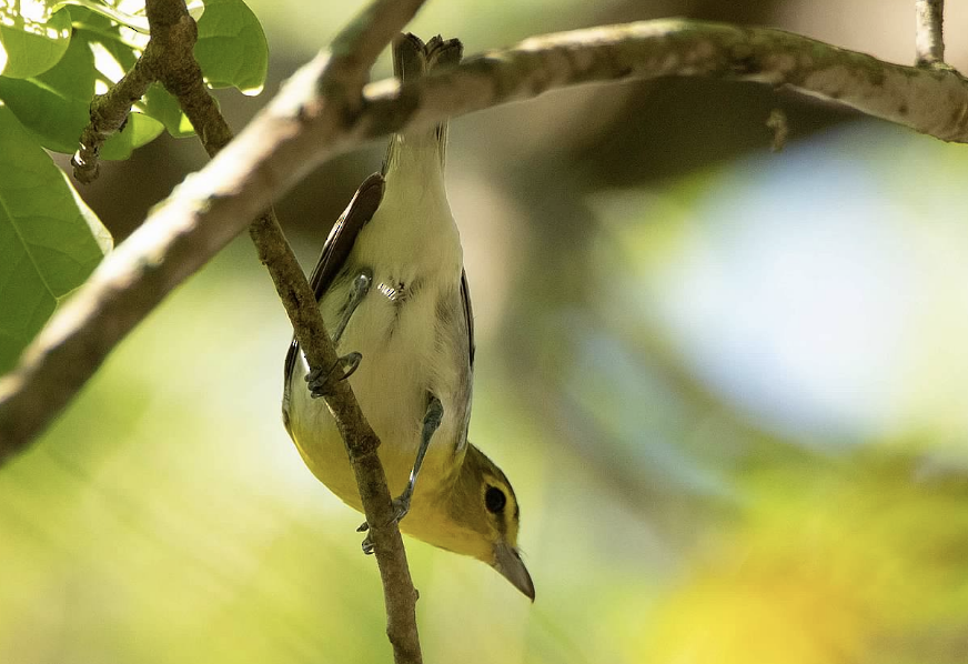 Yellow-throated Vireo - ML374614921
