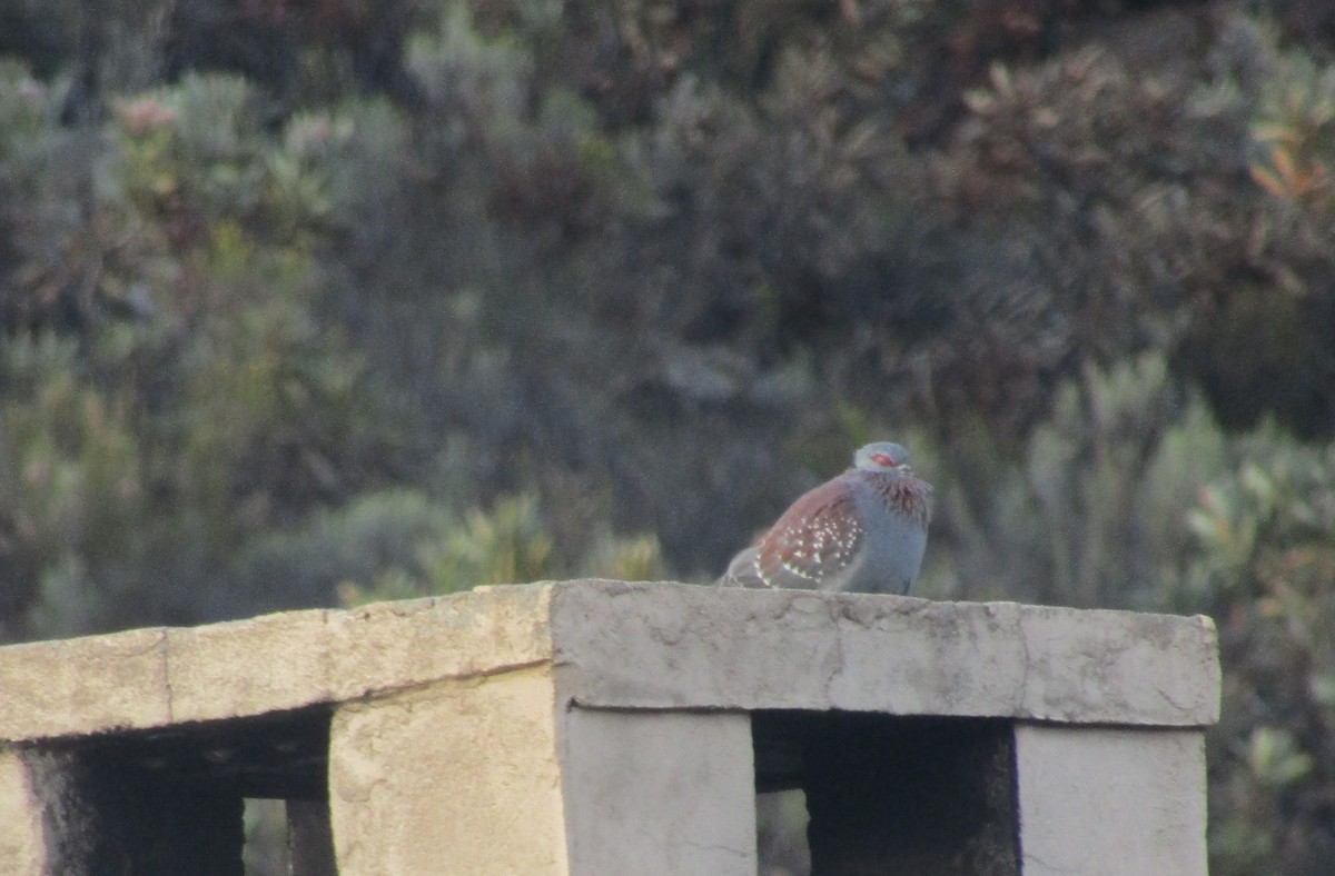 Speckled Pigeon - ML374615021