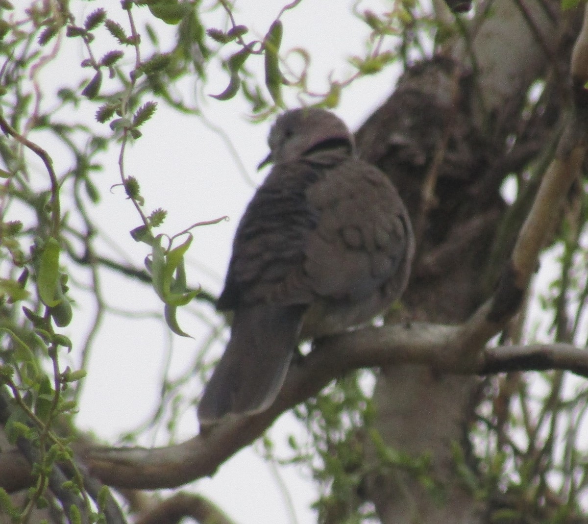 Ring-necked Dove - Gareth Bain