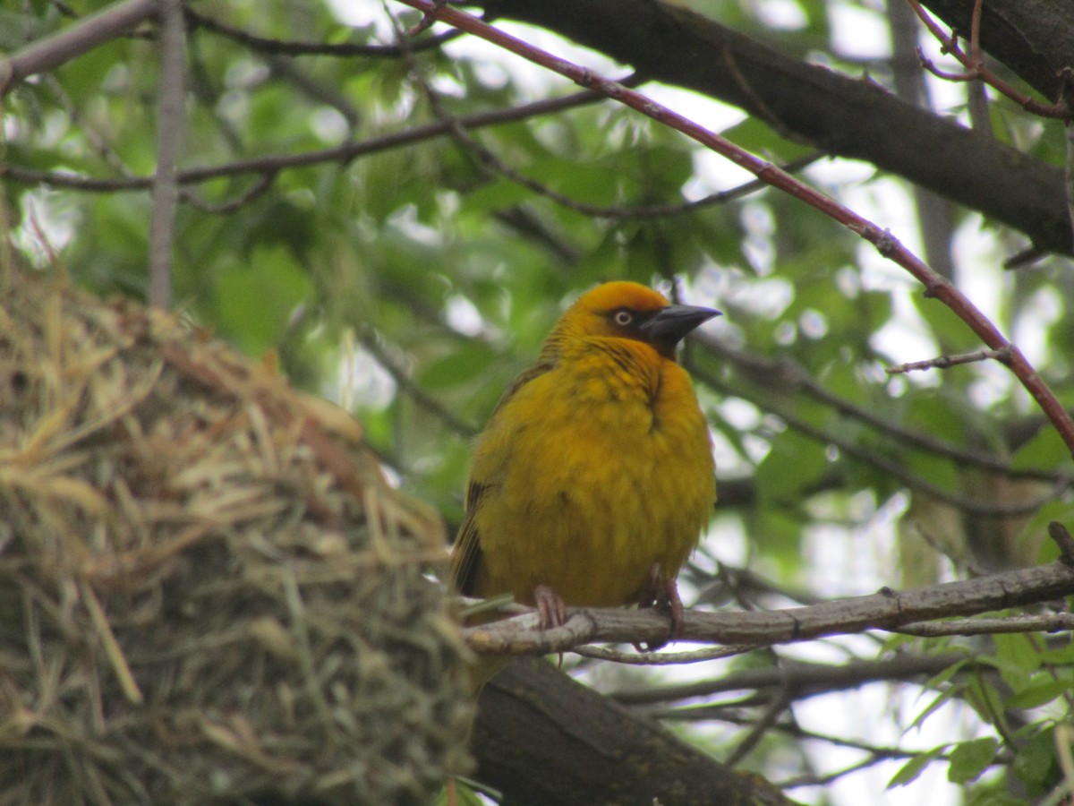 Cape Weaver - Gareth Bain