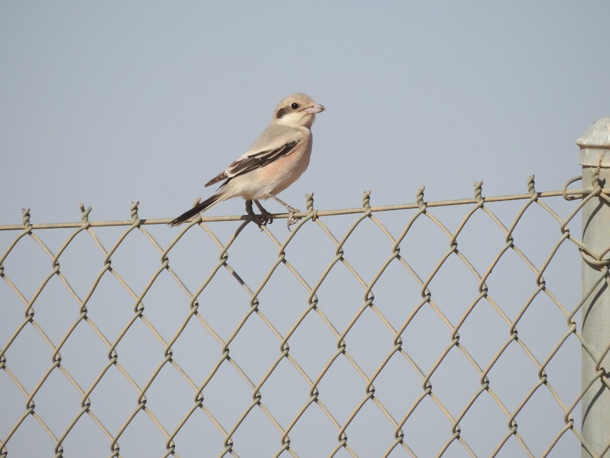 Great Gray Shrike - ML374616071