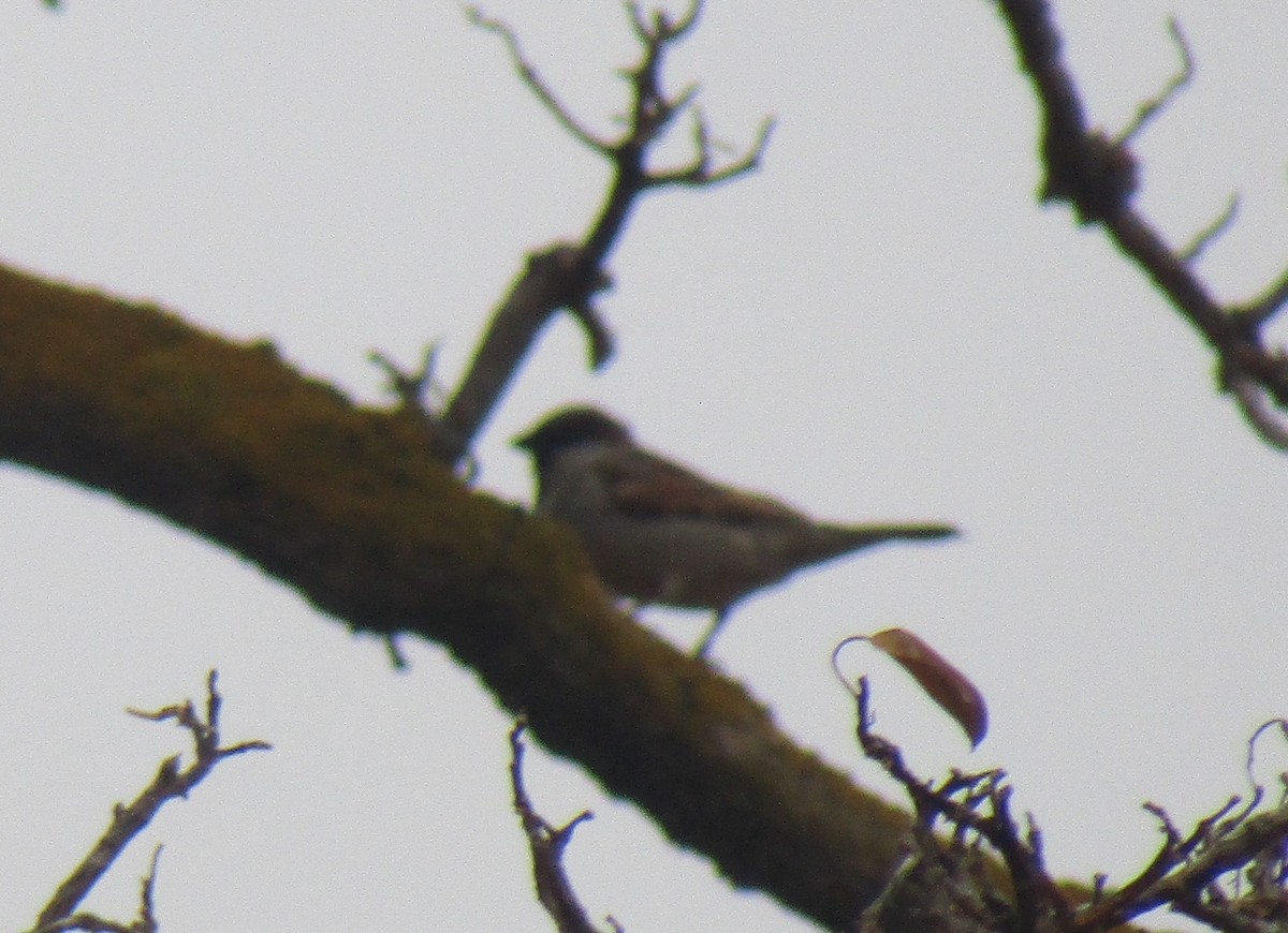 Moineau domestique - ML374616991