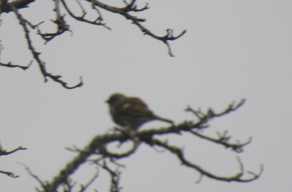 Southern Gray-headed Sparrow - ML374617081