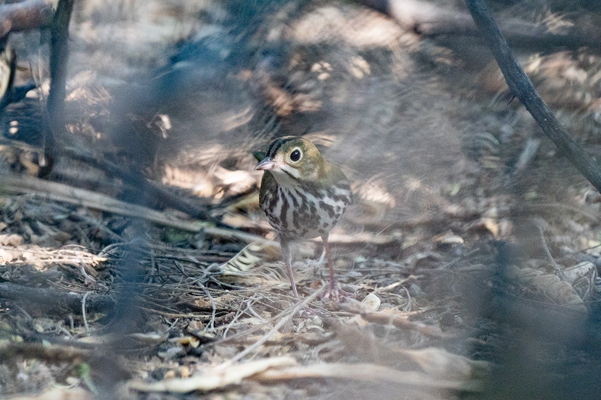 Ovenbird - Steve Valasek