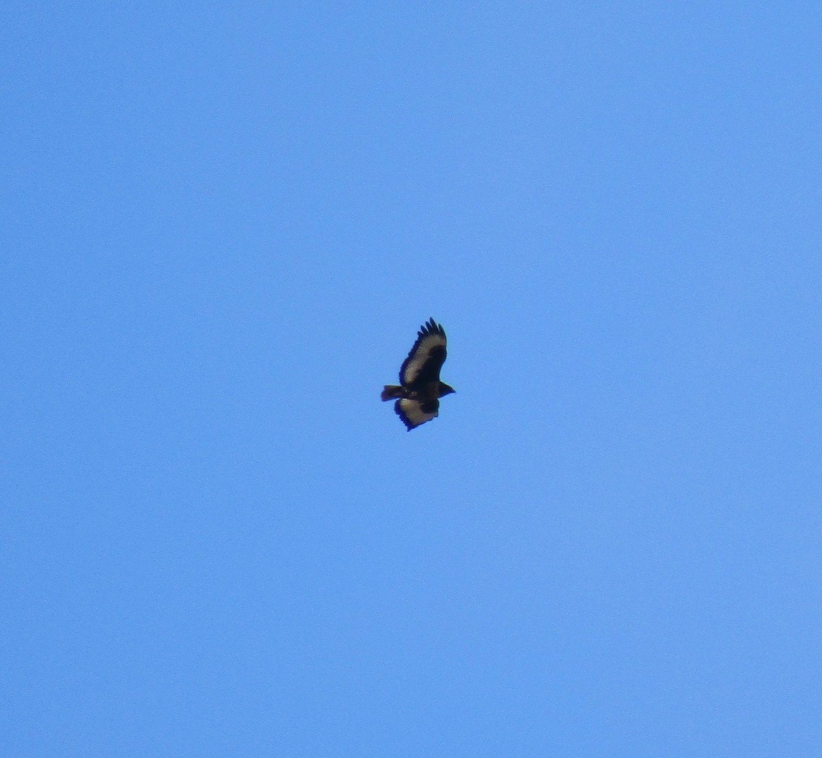 Jackal Buzzard - ML374618881