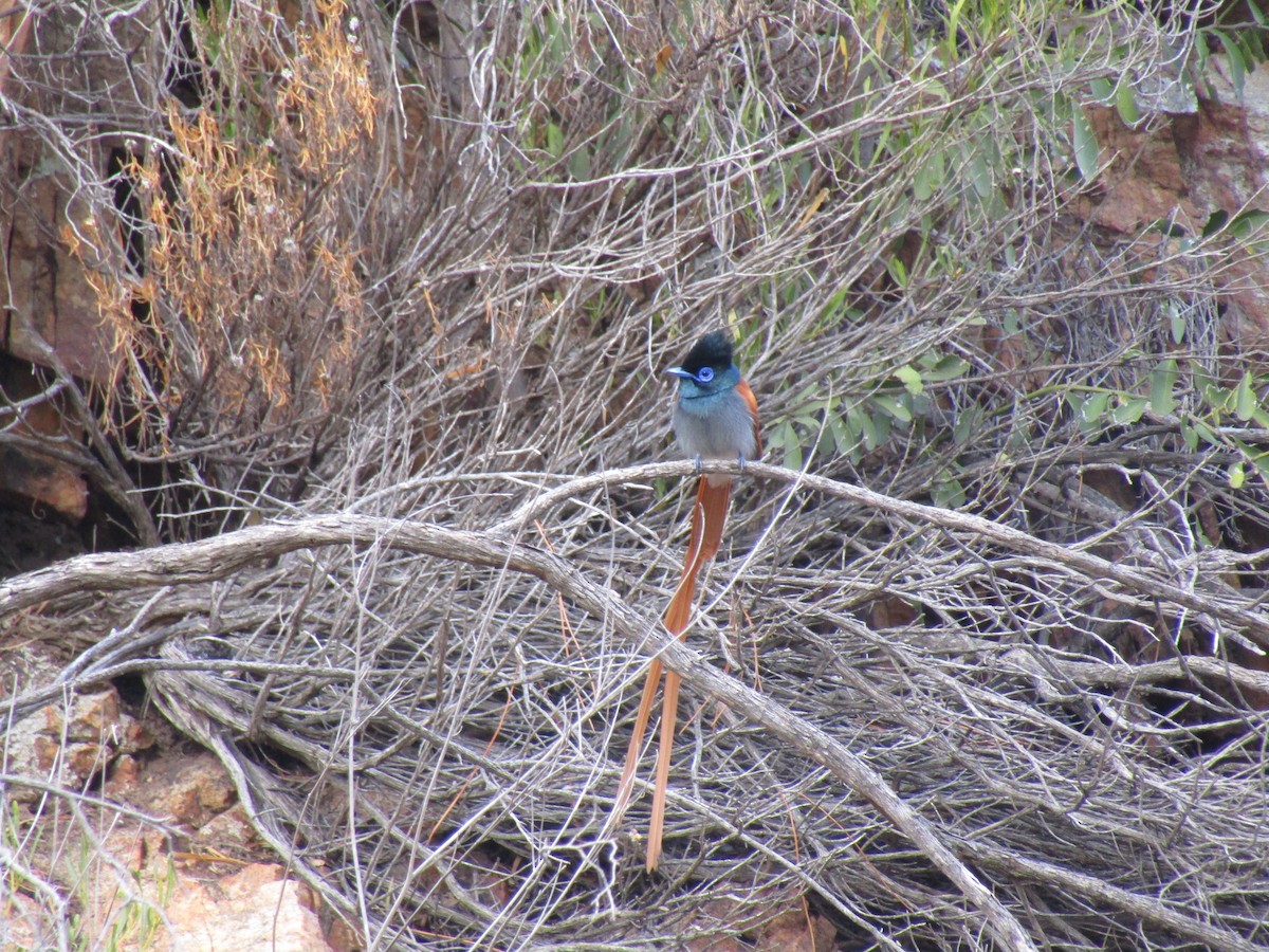 African Paradise-Flycatcher - ML374619251