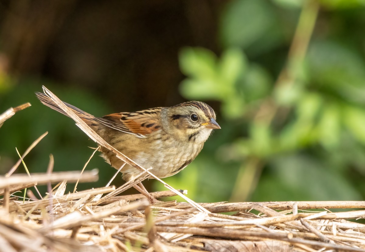 Swamp Sparrow - Kalpesh Krishna