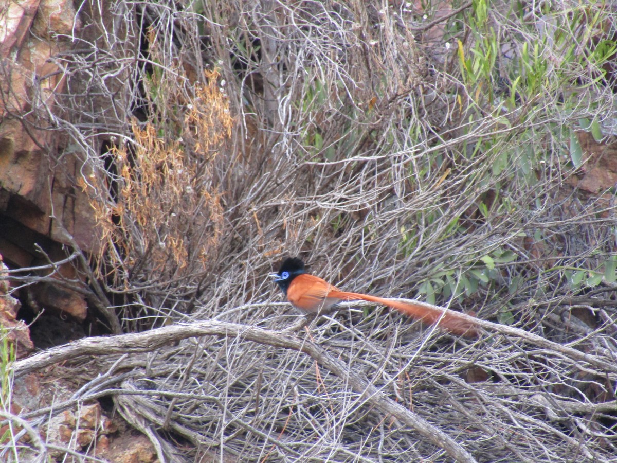 African Paradise-Flycatcher - ML374619401