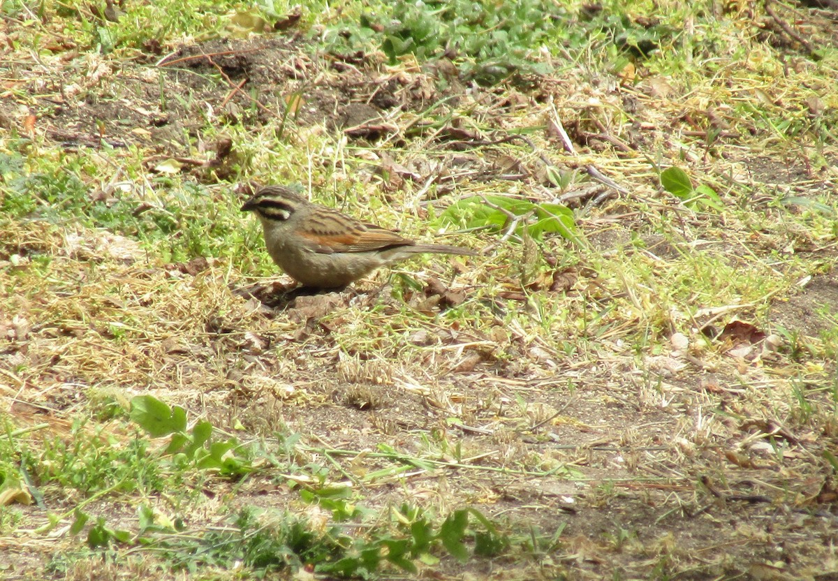 Cape Bunting - ML374619691