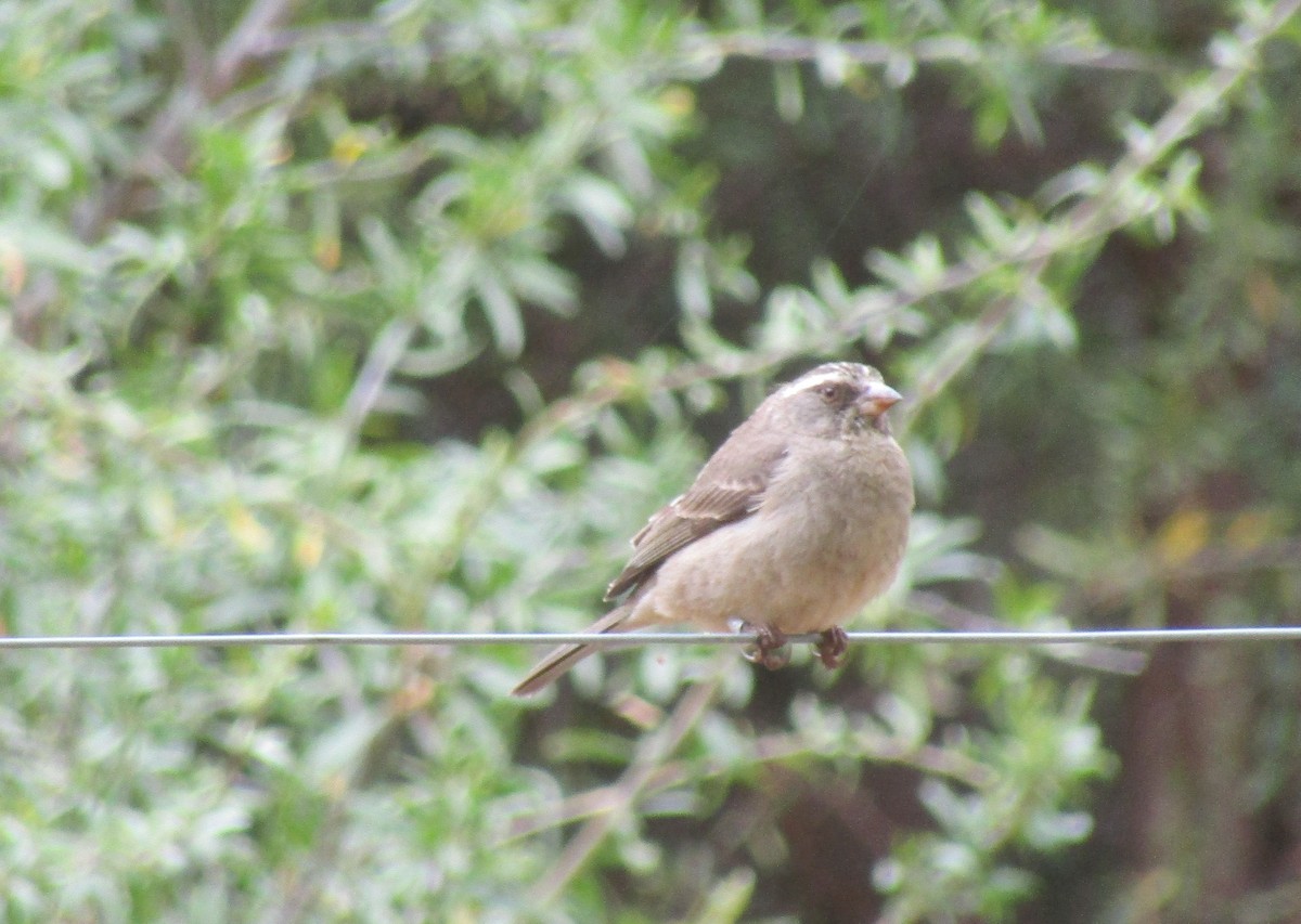 Streaky-headed Seedeater - ML374620411