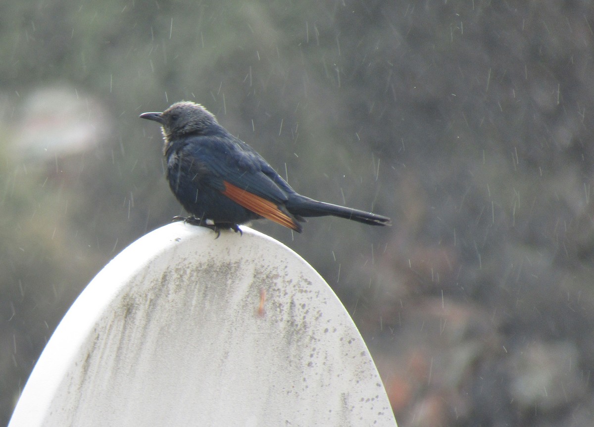 Red-winged Starling - ML374620911