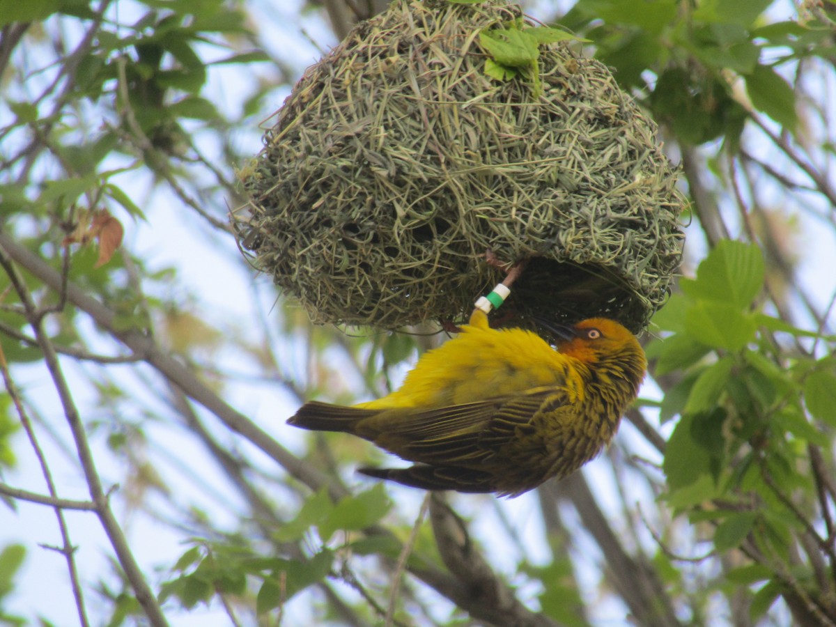 Cape Weaver - ML374621061