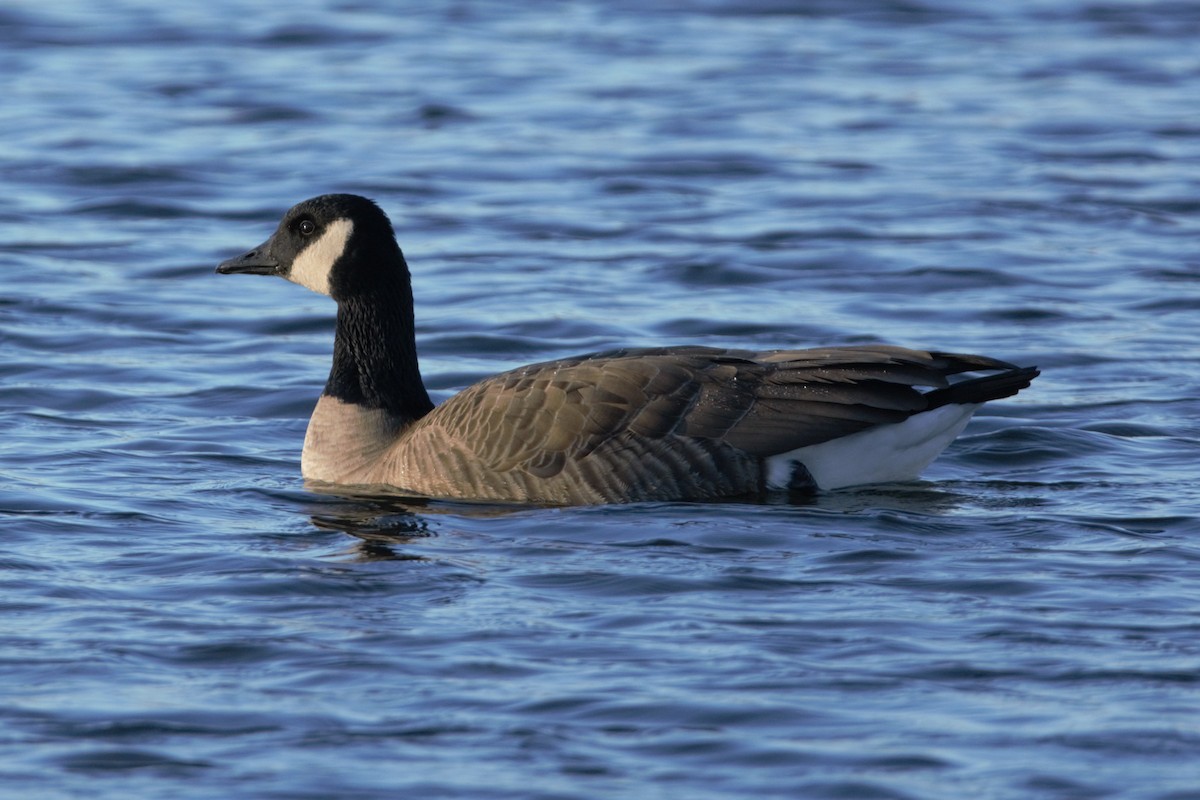 Bernache du Canada - ML374621391