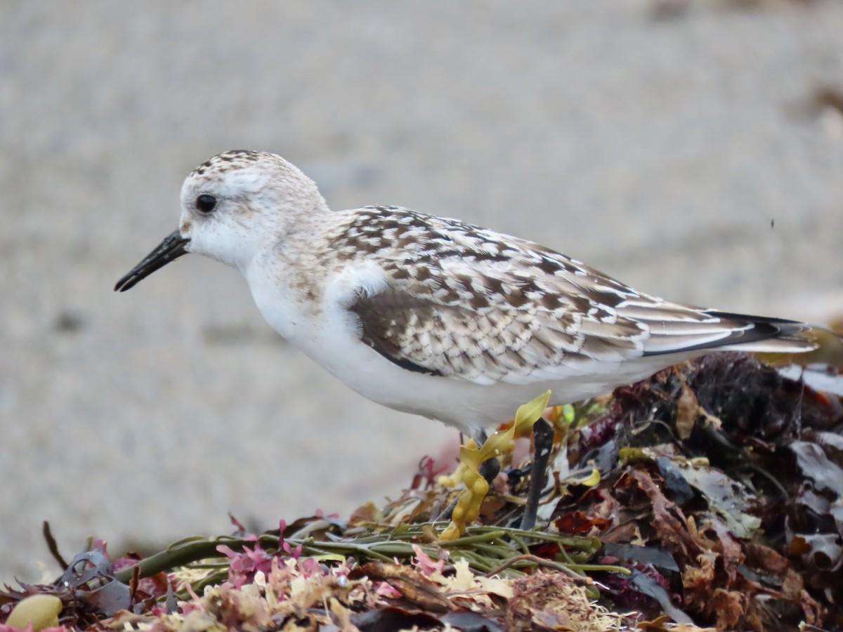 Sanderling - Gerry Hawkins