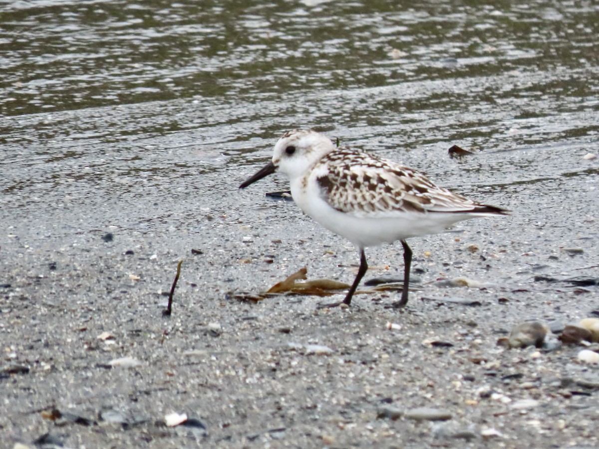 Sanderling - ML374621681