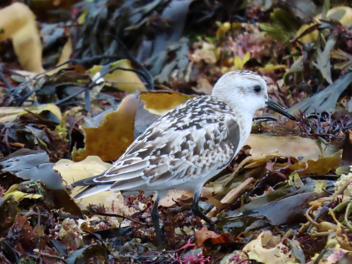 Sanderling - ML374621701