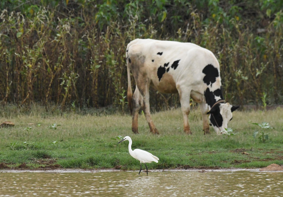 Little Egret - ML374627541