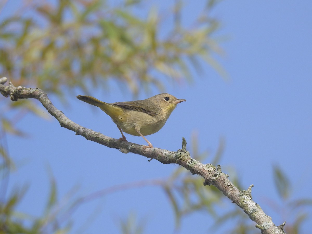 Common Yellowthroat - ML374628511