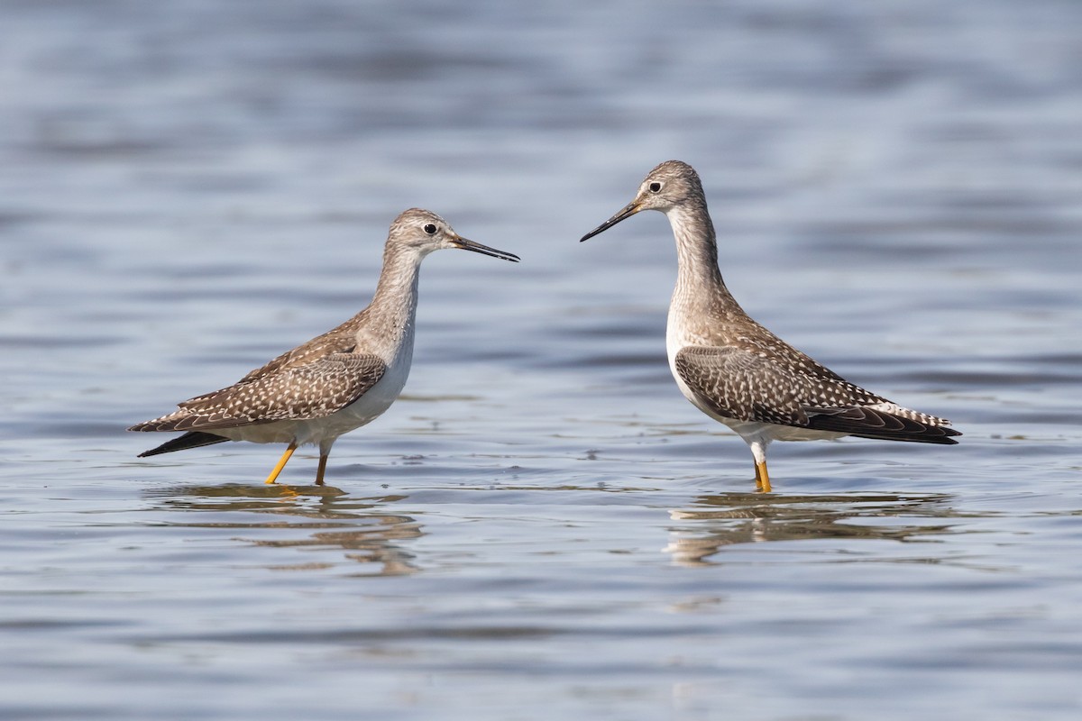 Greater Yellowlegs - R M