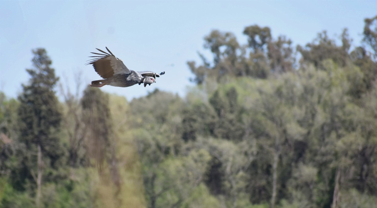 Southern Screamer - ML374631241