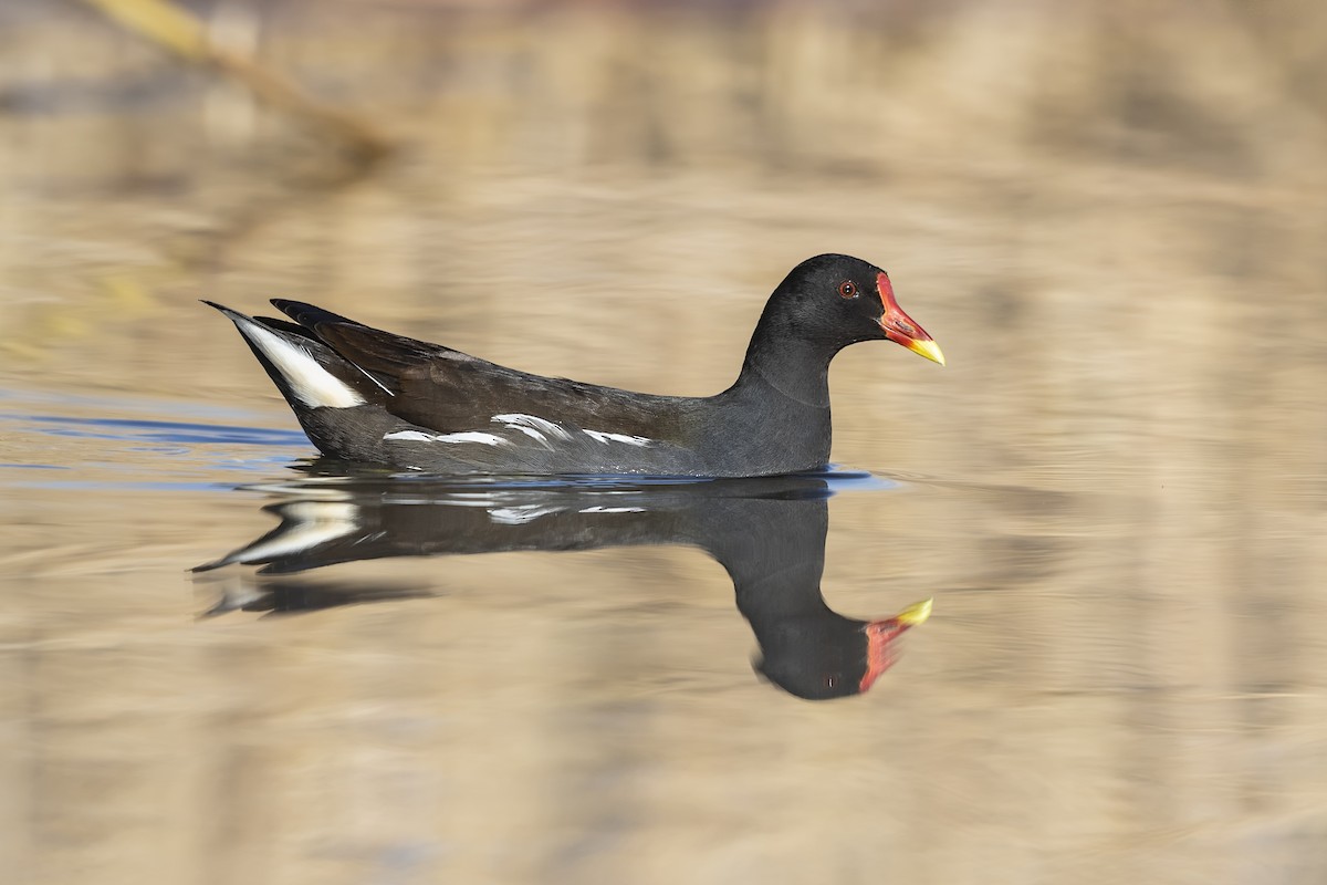 Gallinule poule-d'eau - ML374631451