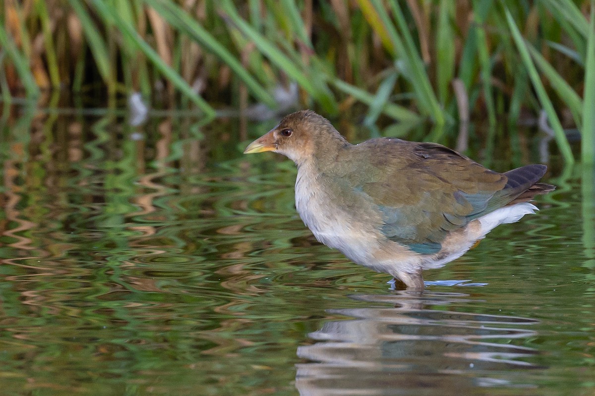 Purple Gallinule - ML374632261