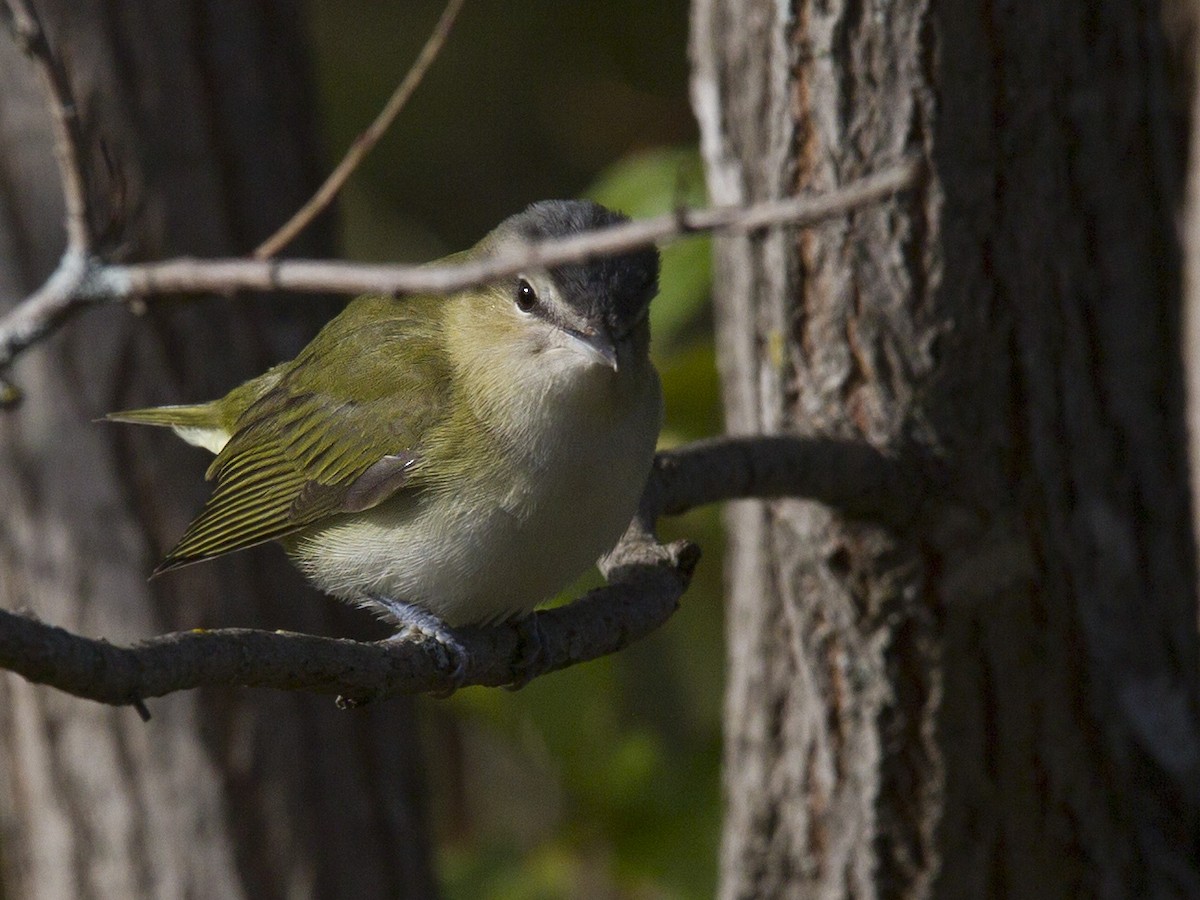 Rotaugenvireo - ML374632811