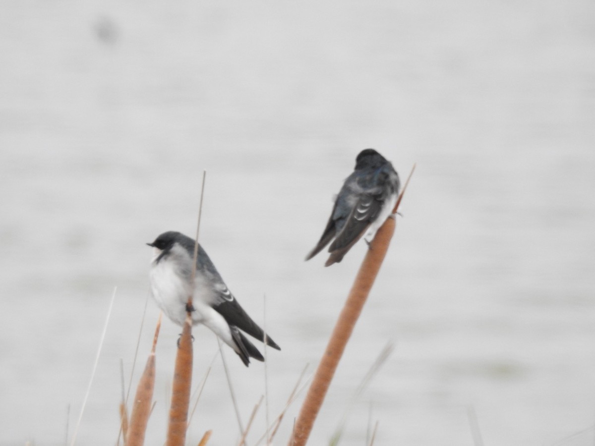 Golondrina Bicolor - ML374634431