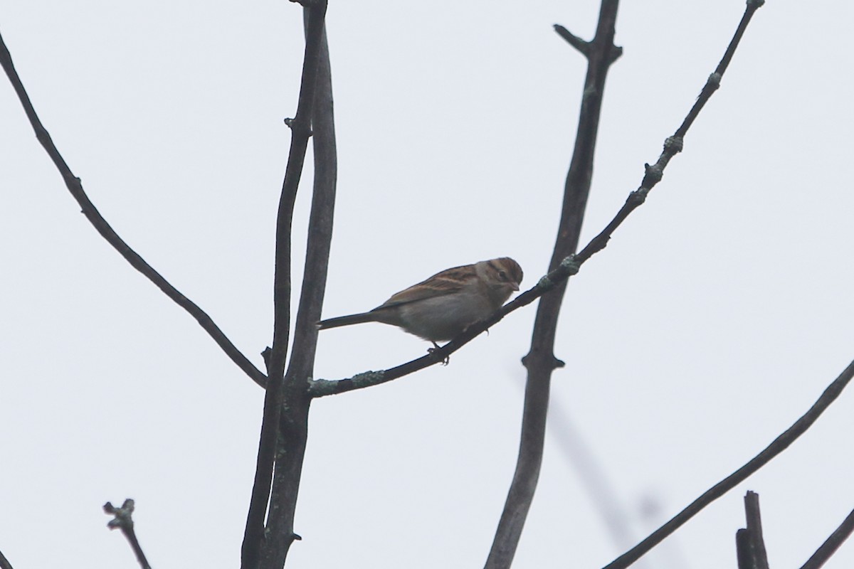 Chipping Sparrow - Gang Wu